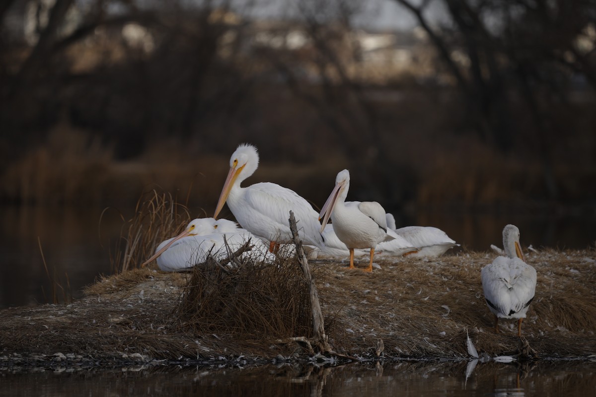 American White Pelican - ML646060799