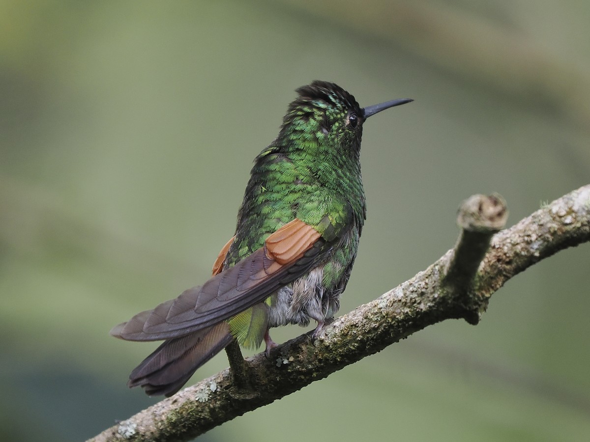 Blue-capped Hummingbird - ML646060800