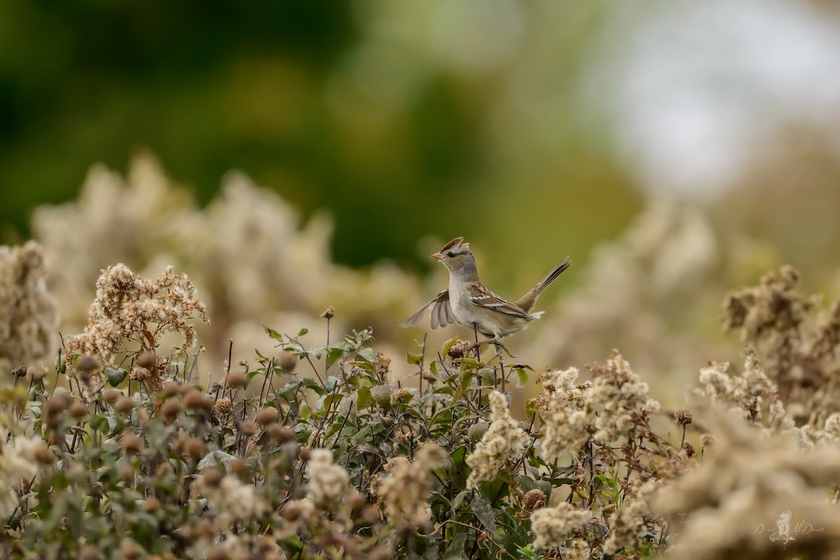 White-crowned Sparrow - ML646060802