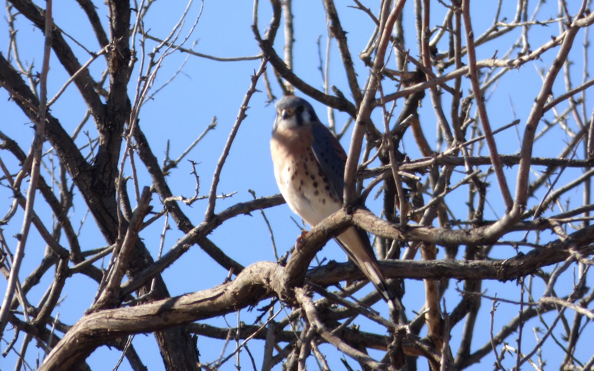 American Kestrel - ML646060803