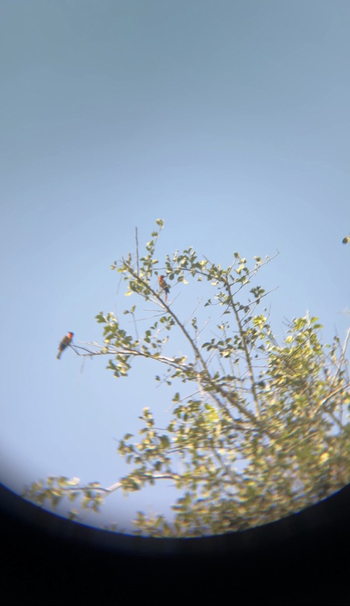 Red-throated Bee-eater - ML646060806