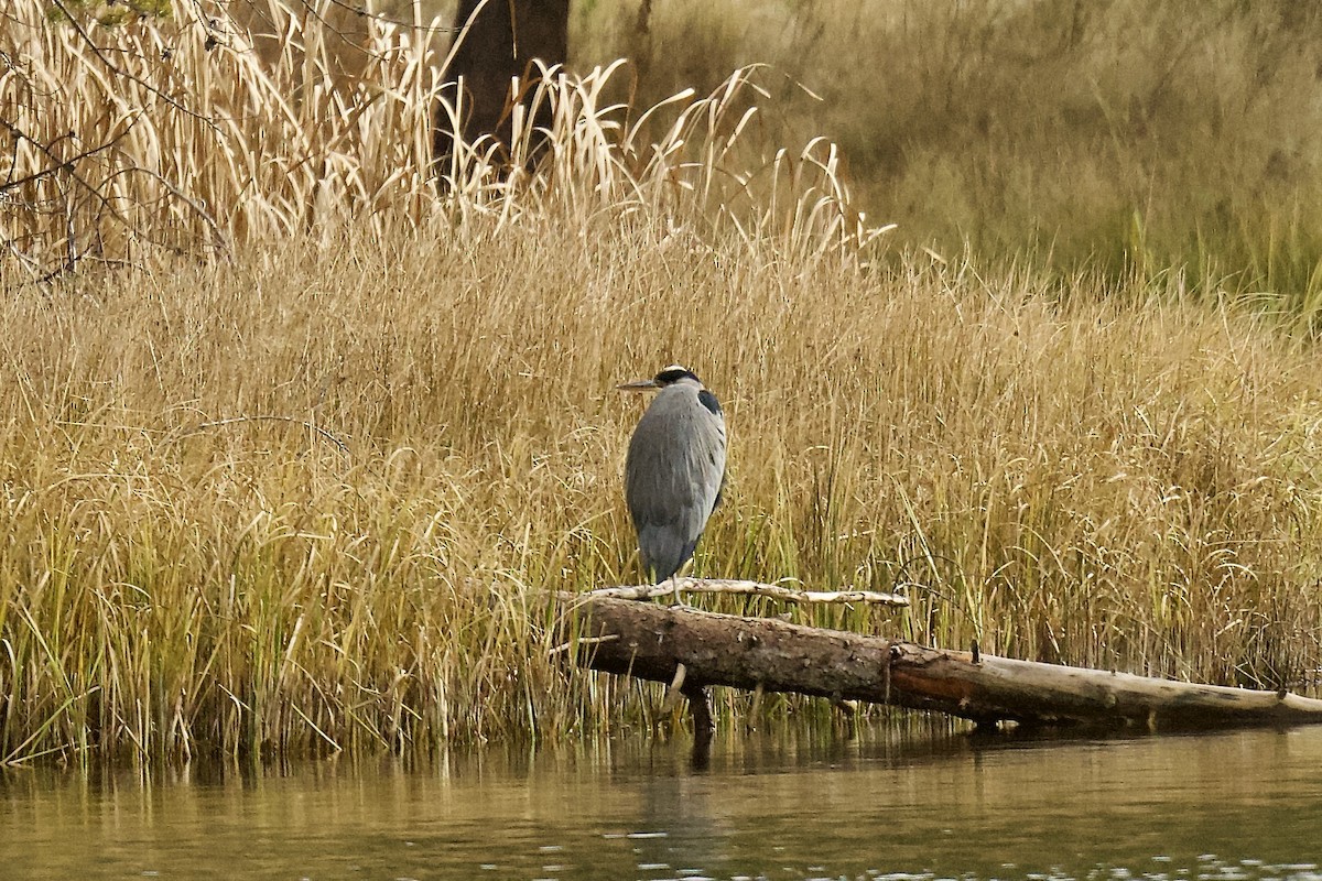 Great Blue Heron - ML646060808