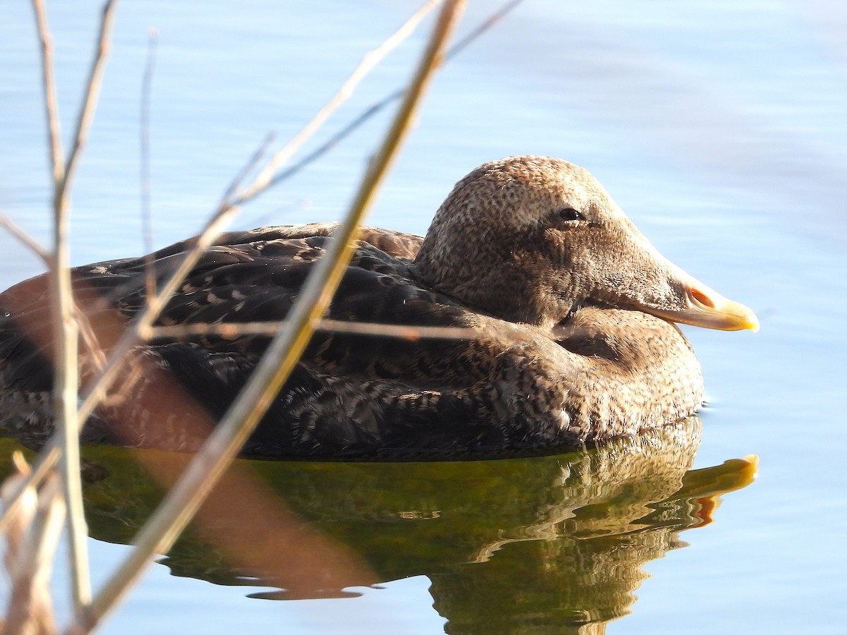 Common Eider - ML646060810
