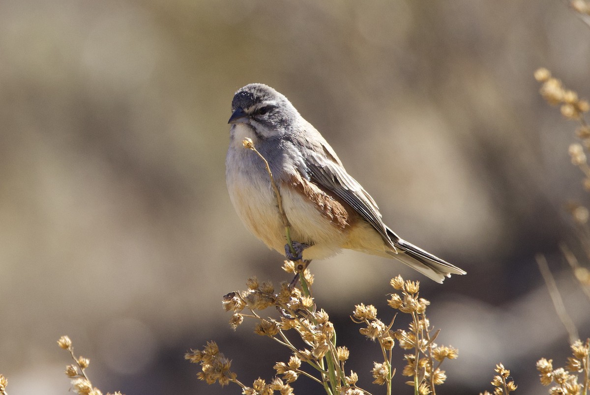 Rufous-sided Warbling Finch - ML646060814