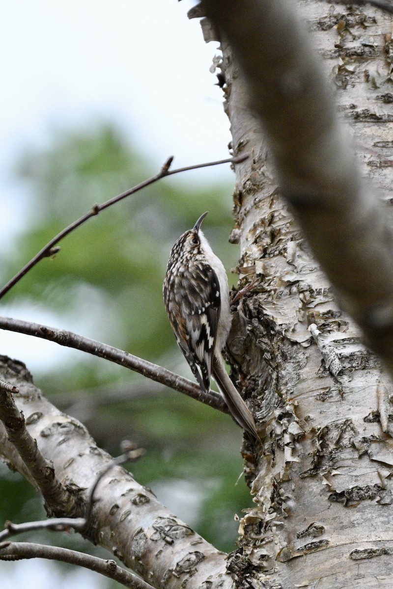 Brown Creeper - ML646060815