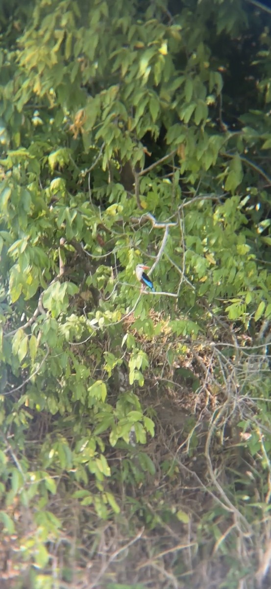 Gray-headed Kingfisher - ML646060820