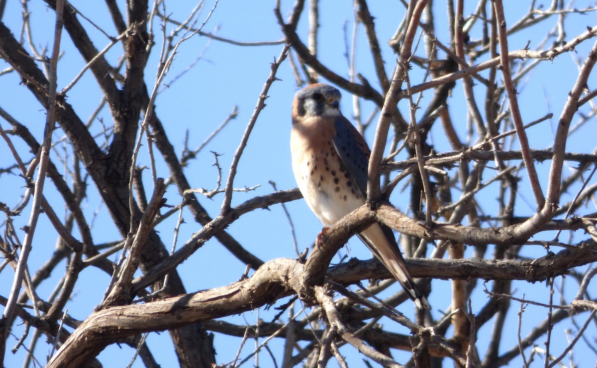 Cernícalo Americano - ML646060822