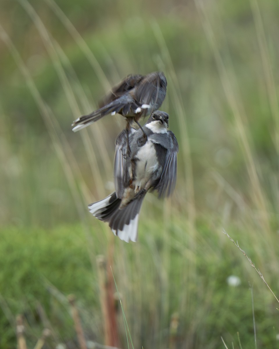 Diuca Finch - ML646060826