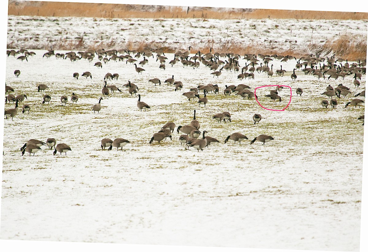 Greater White-fronted Goose (Greenland) - ML646060832