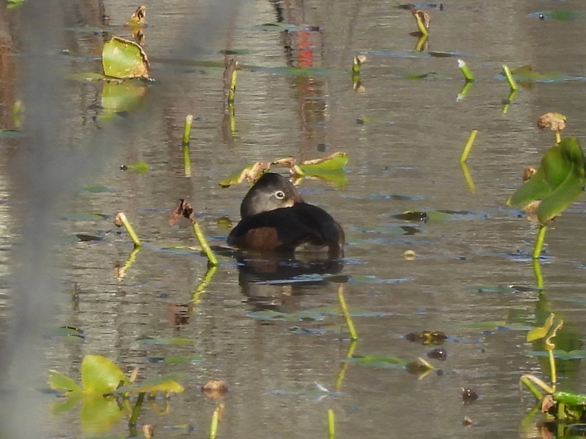 Ring-necked Duck - ML646060834