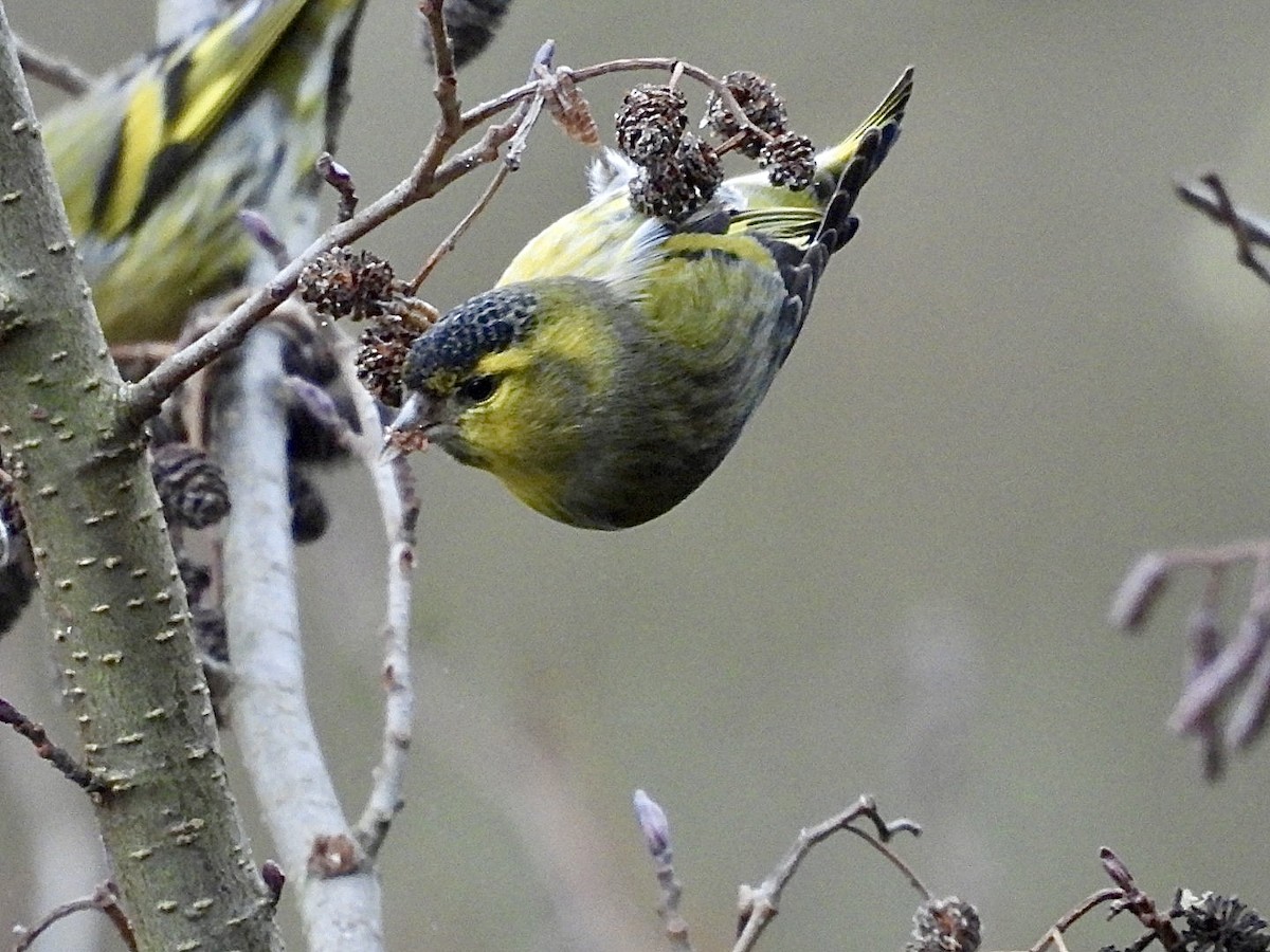 Eurasian Siskin - ML646060835