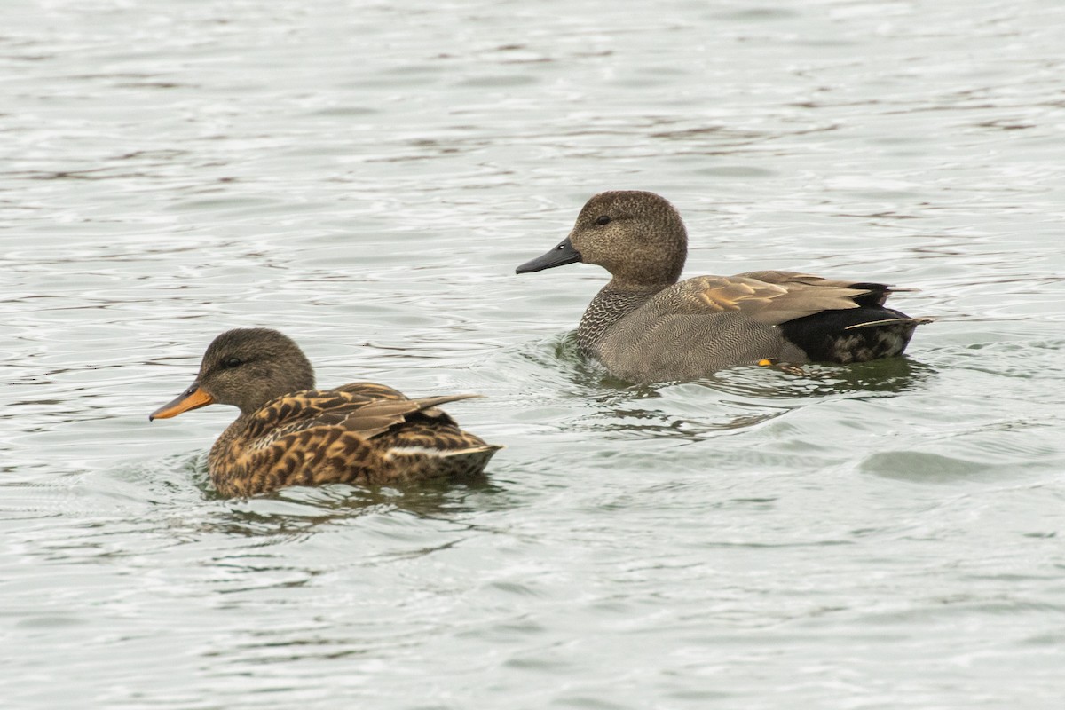 オカヨシガモ（strepera） - ML646060844