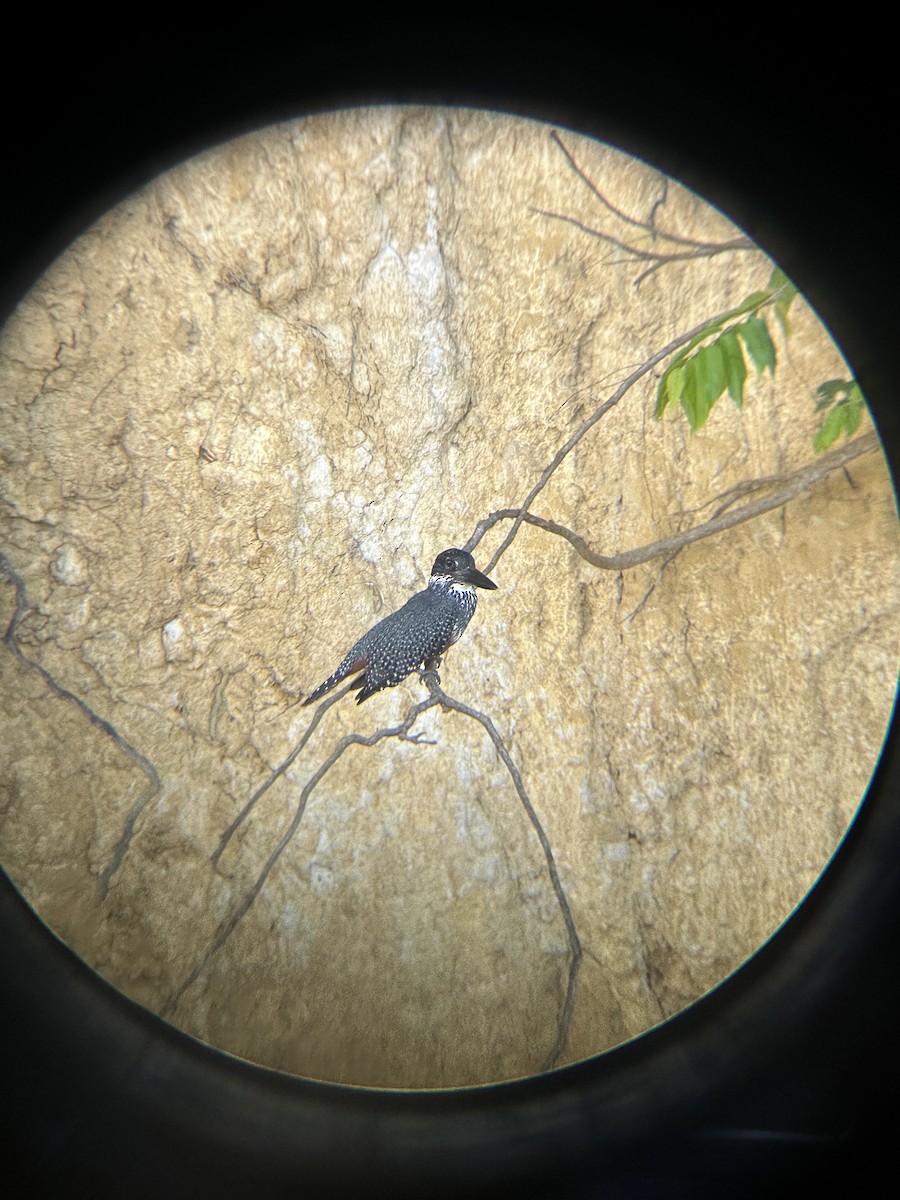 Giant Kingfisher - ML646060849