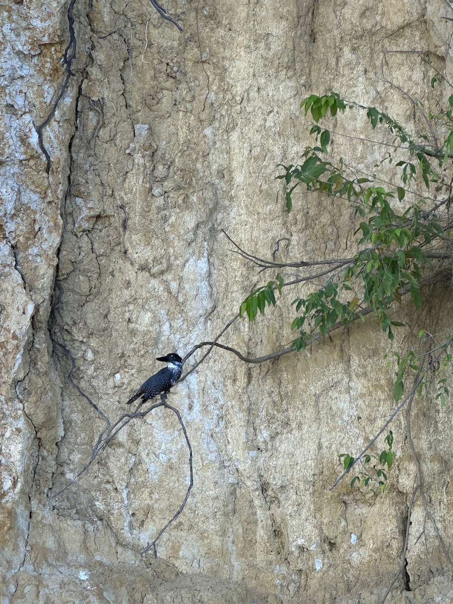 Giant Kingfisher - ML646060850