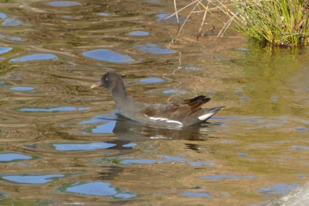 Eurasian Moorhen - ML646060851