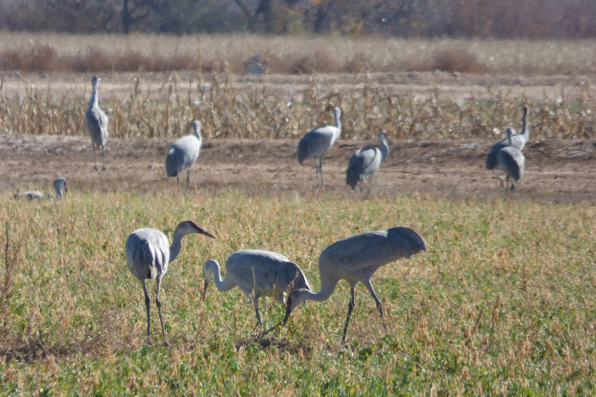 Grulla Canadiense - ML646060859