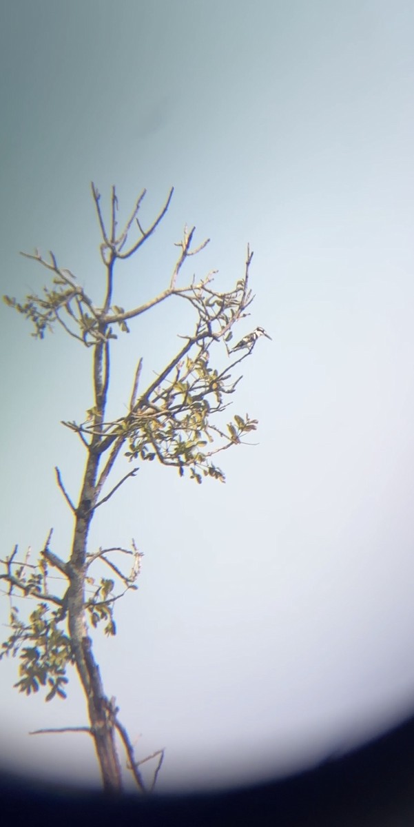 Pied Kingfisher - ML646060862