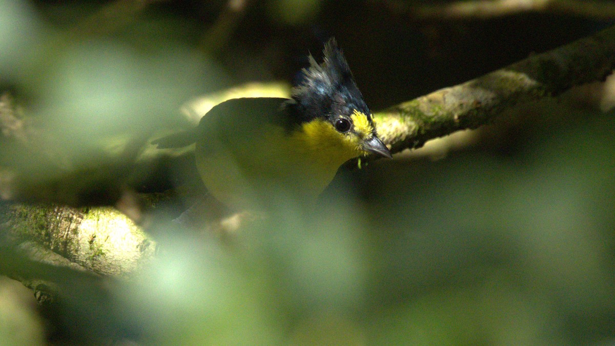 Taiwan Yellow Tit - ML646060865