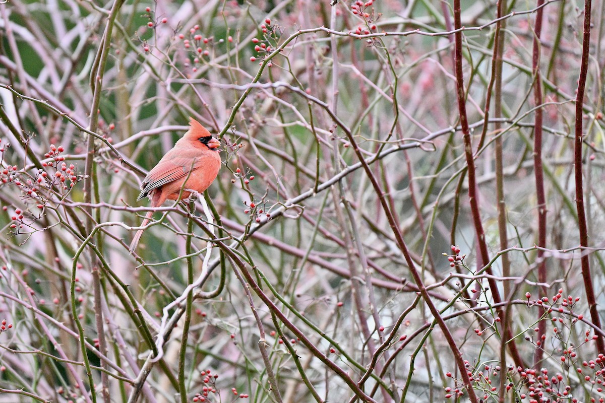 Northern Cardinal - ML646060866