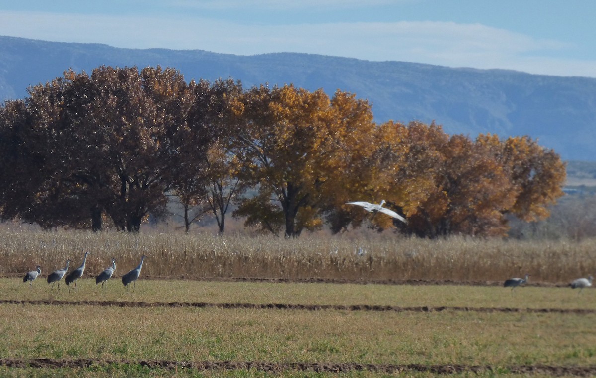 Grulla Canadiense - ML646060873