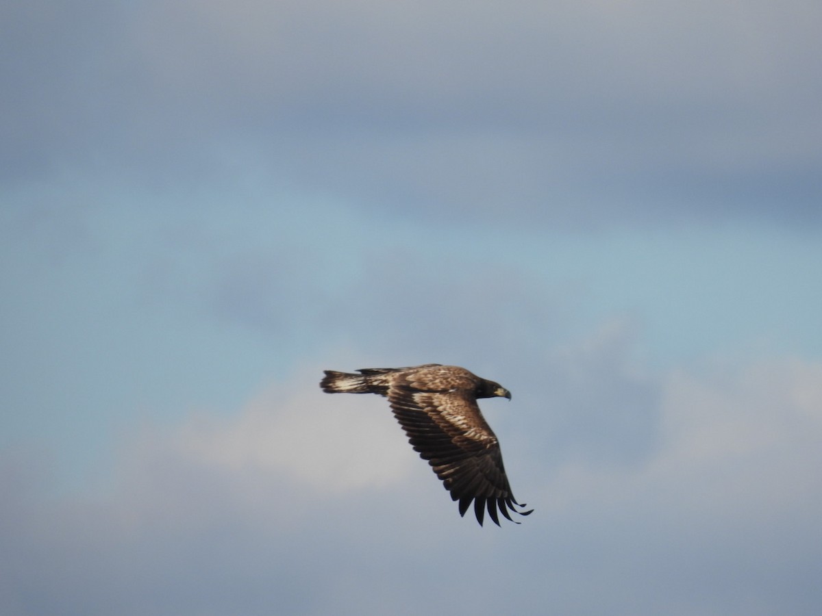 Орлан білоголовий - ML646060876