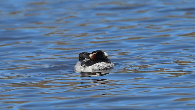 potápka argentinská - ML646060879