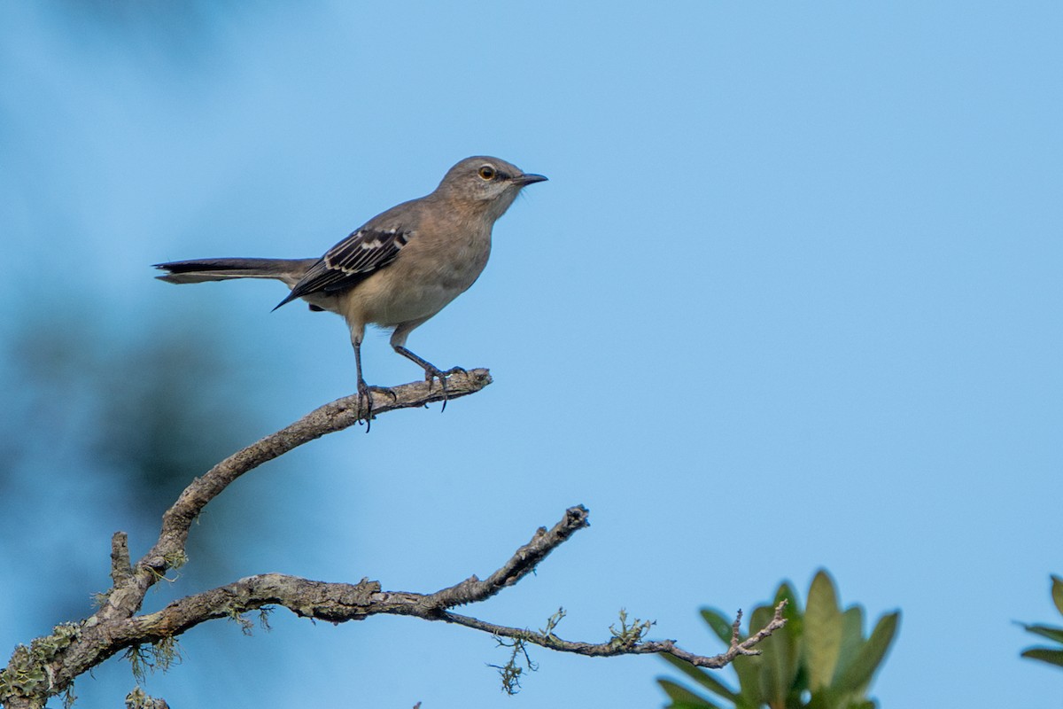 Northern Mockingbird - ML646060888