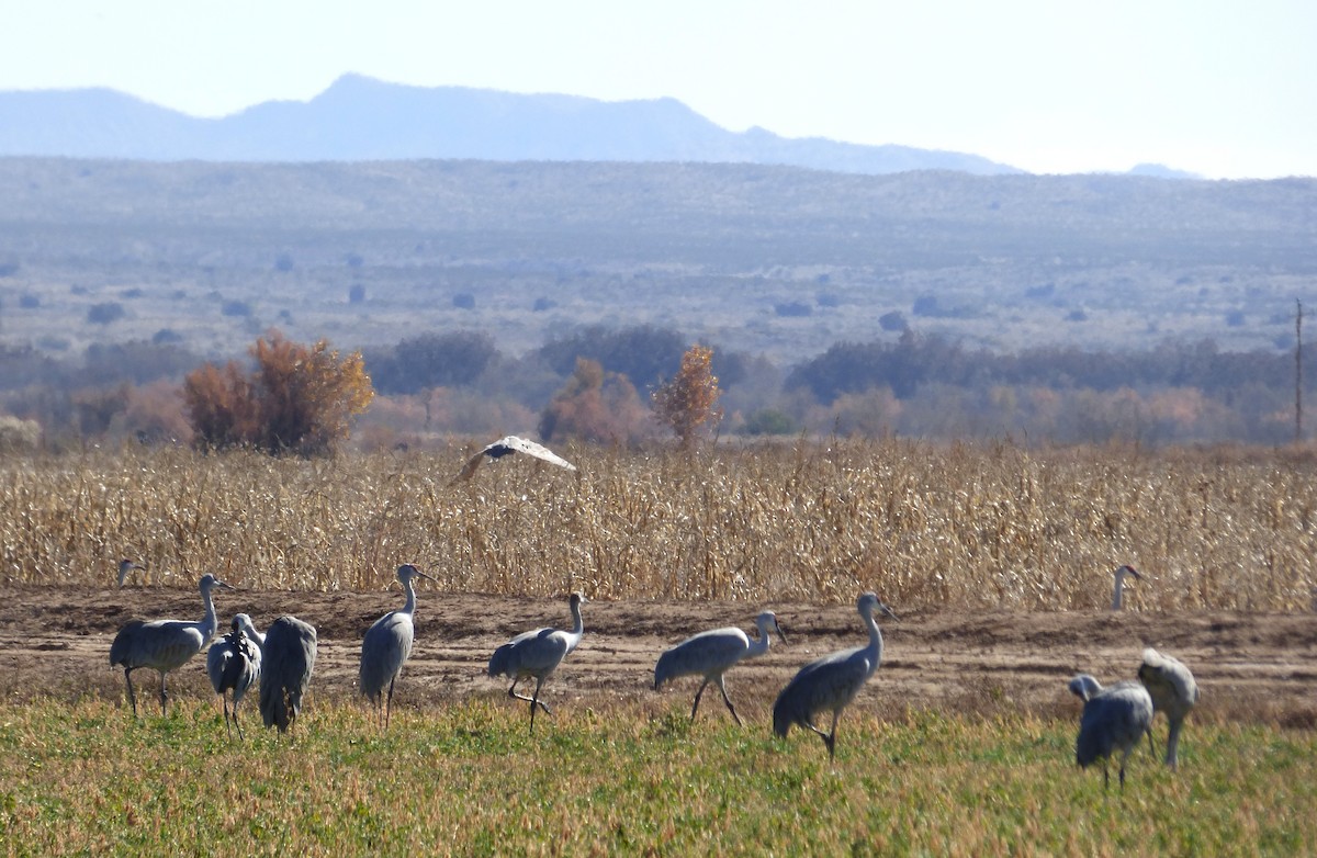 Grulla Canadiense - ML646060889