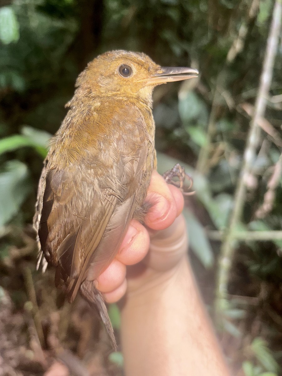 Black-tailed Leaftosser - ML646060908