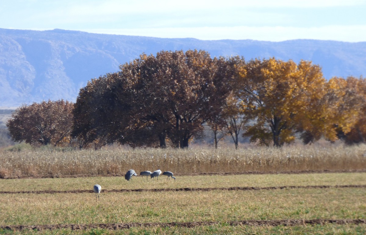 Grulla Canadiense - ML646060910