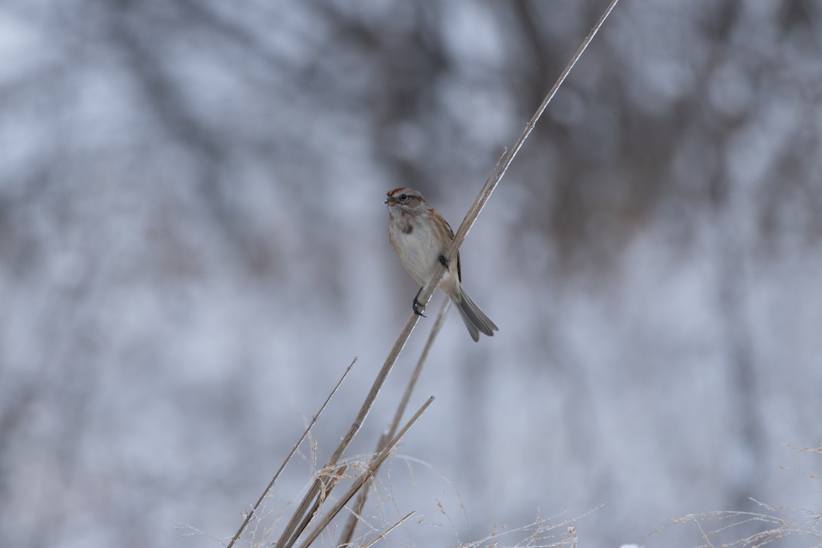 ムナフヒメドリ - ML646060911