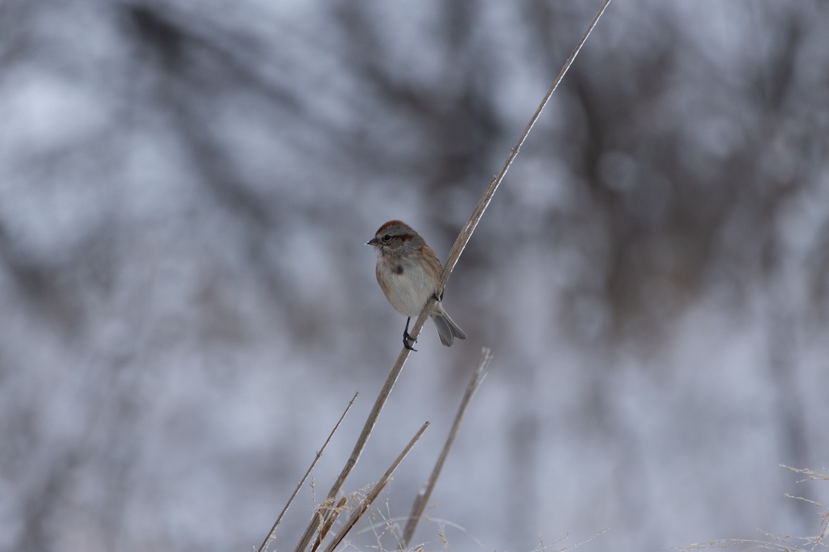 ムナフヒメドリ - ML646060912