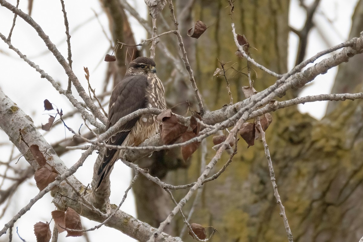 Merlin - ML646060915