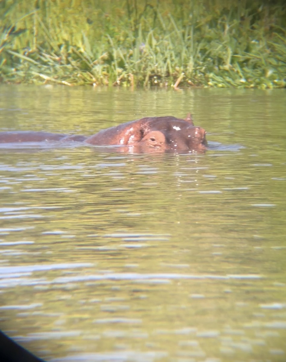 Animals - ML646060916