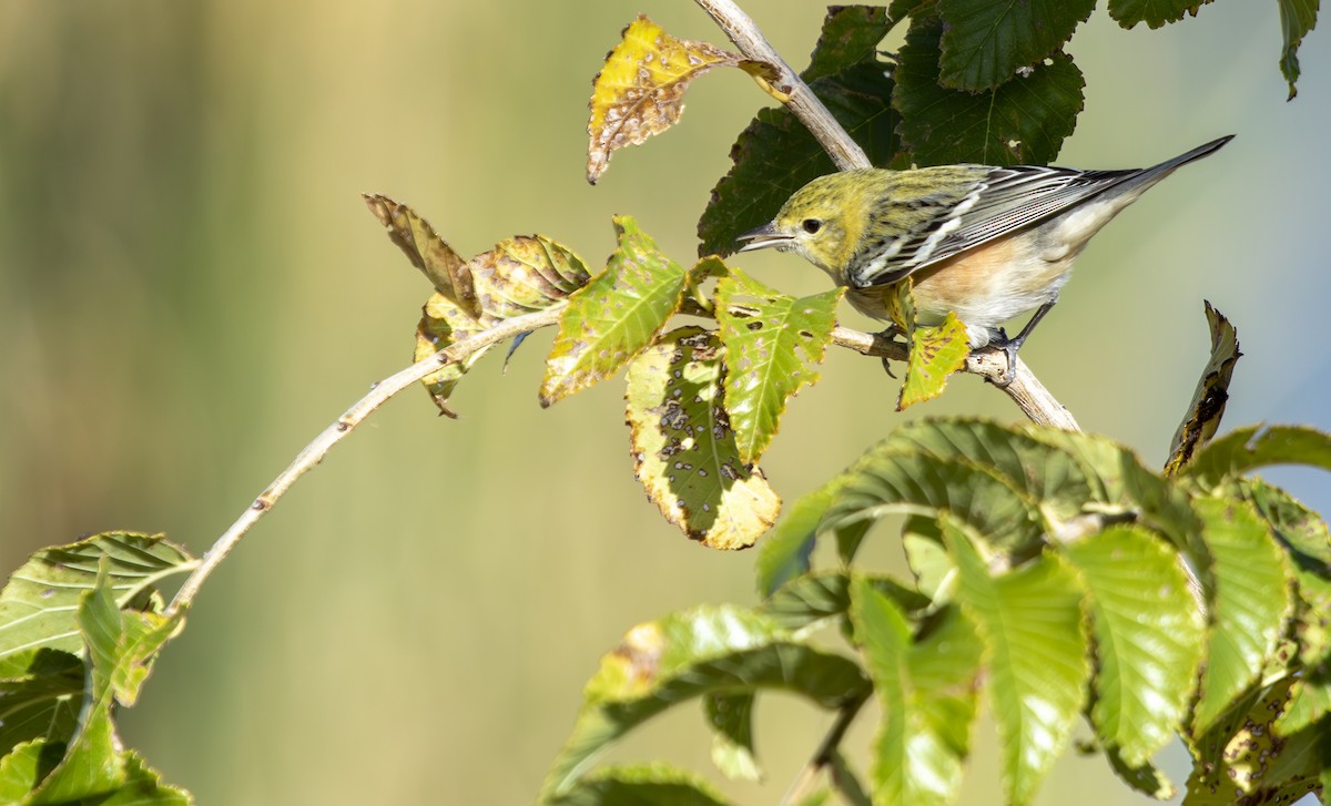 Bay-breasted Warbler - ML646060922