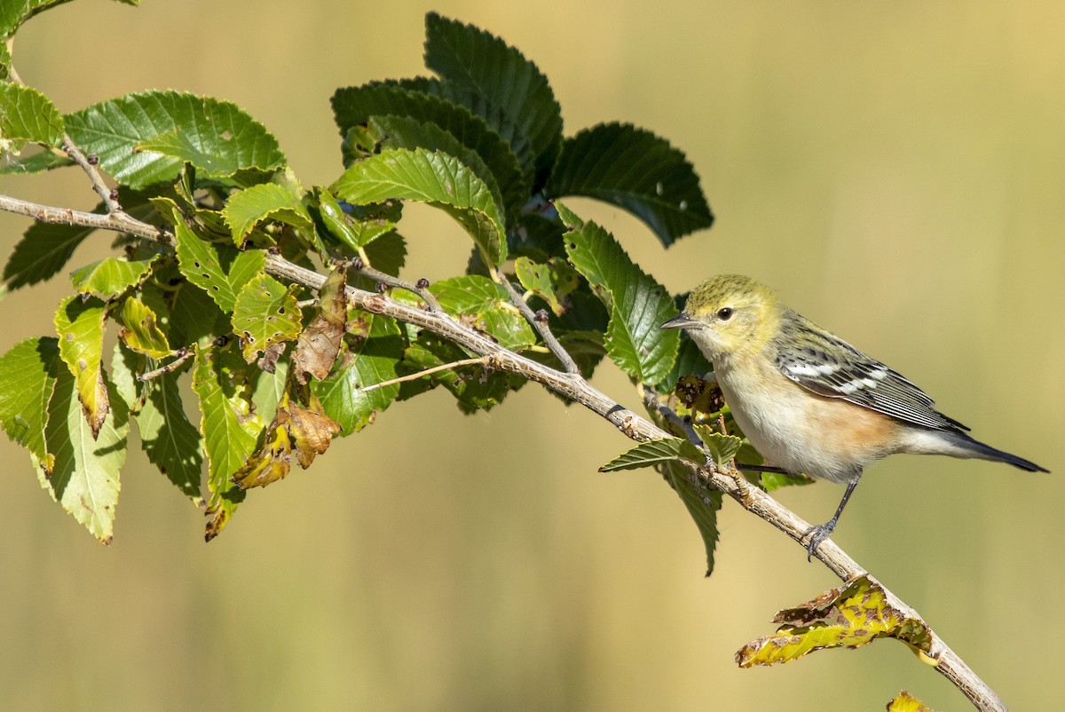 Bay-breasted Warbler - ML646060923