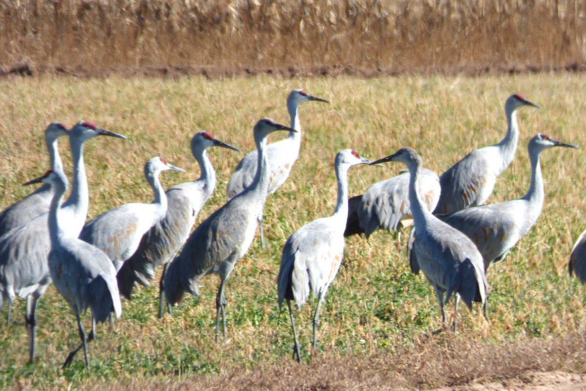 Grulla Canadiense - ML646060925