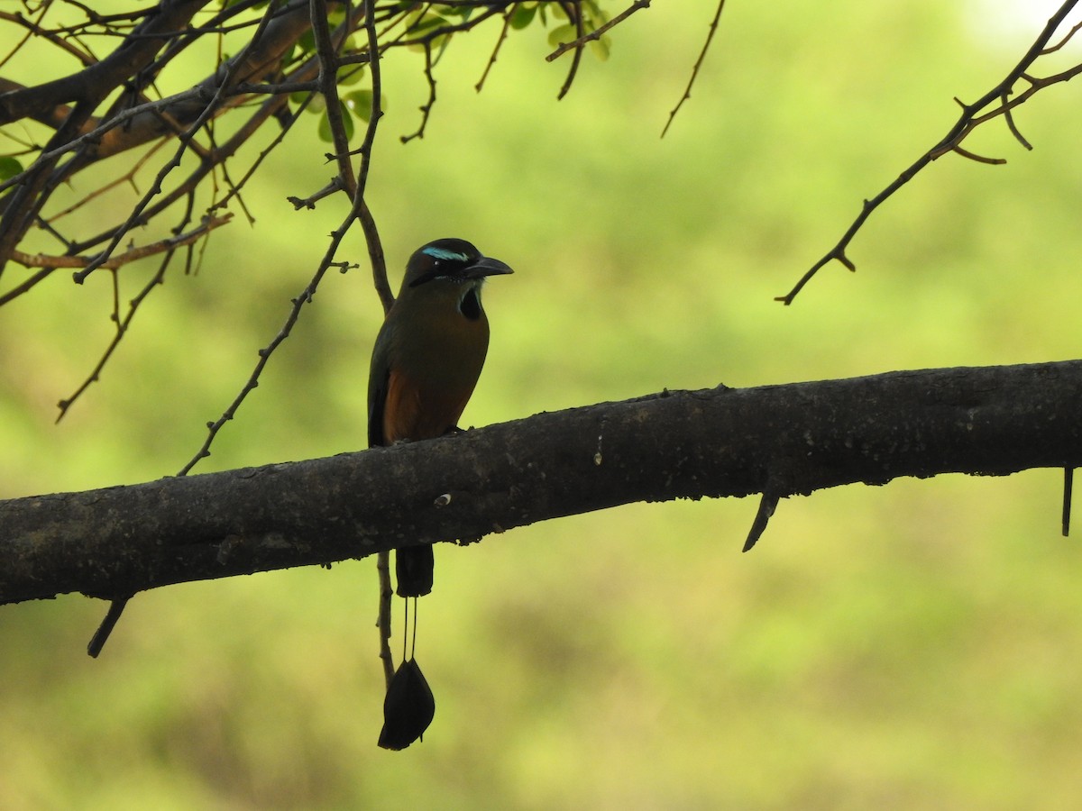 Turquoise-browed Motmot - ML646060926