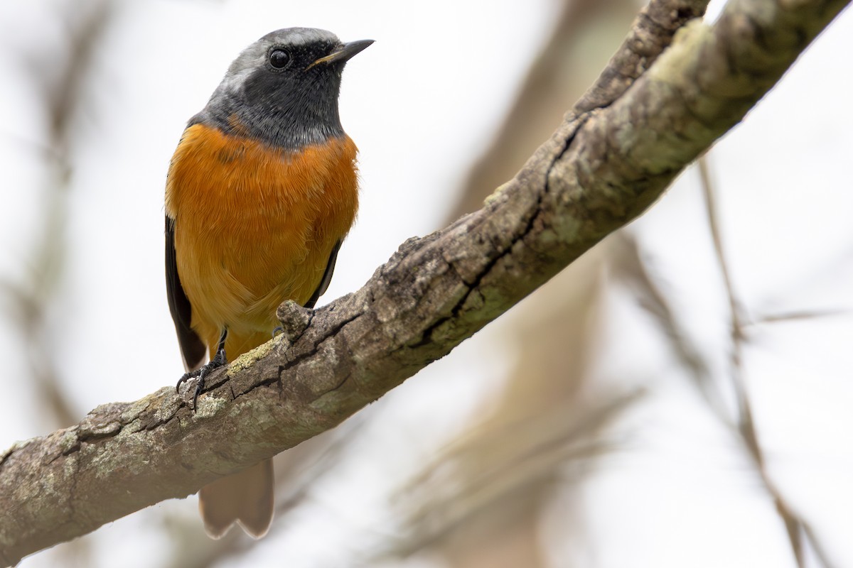 חכלילית סיבירית - ML646060928
