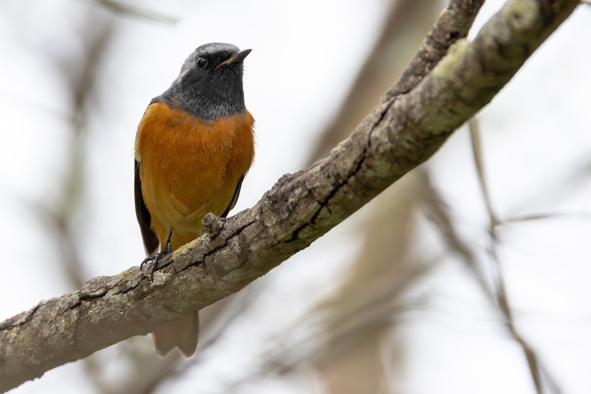 חכלילית סיבירית - ML646060929