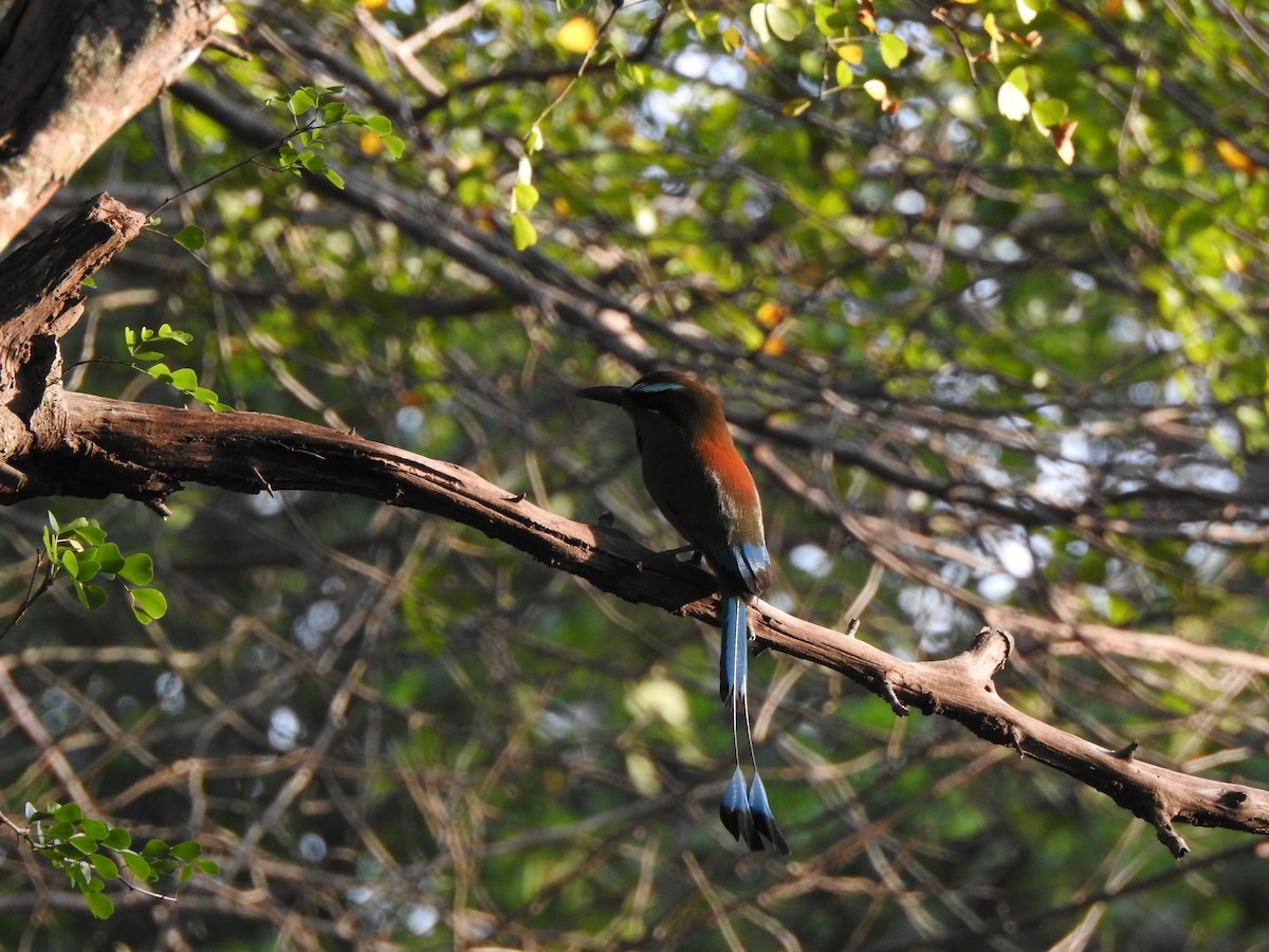 Turquoise-browed Motmot - ML646060930