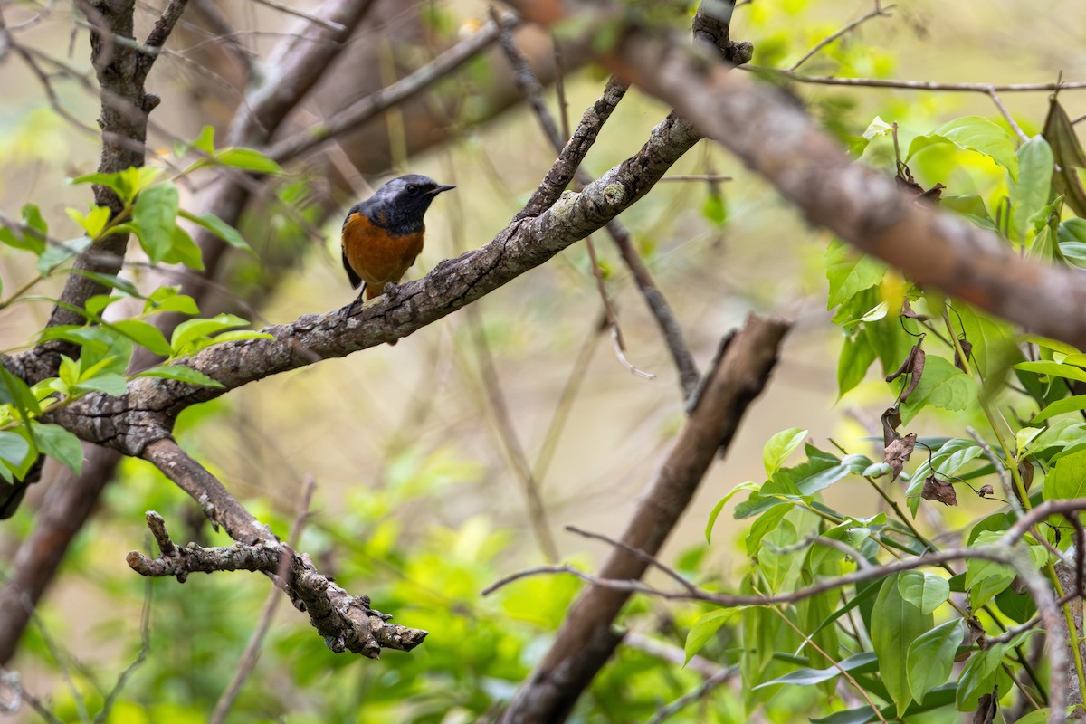 חכלילית סיבירית - ML646060932