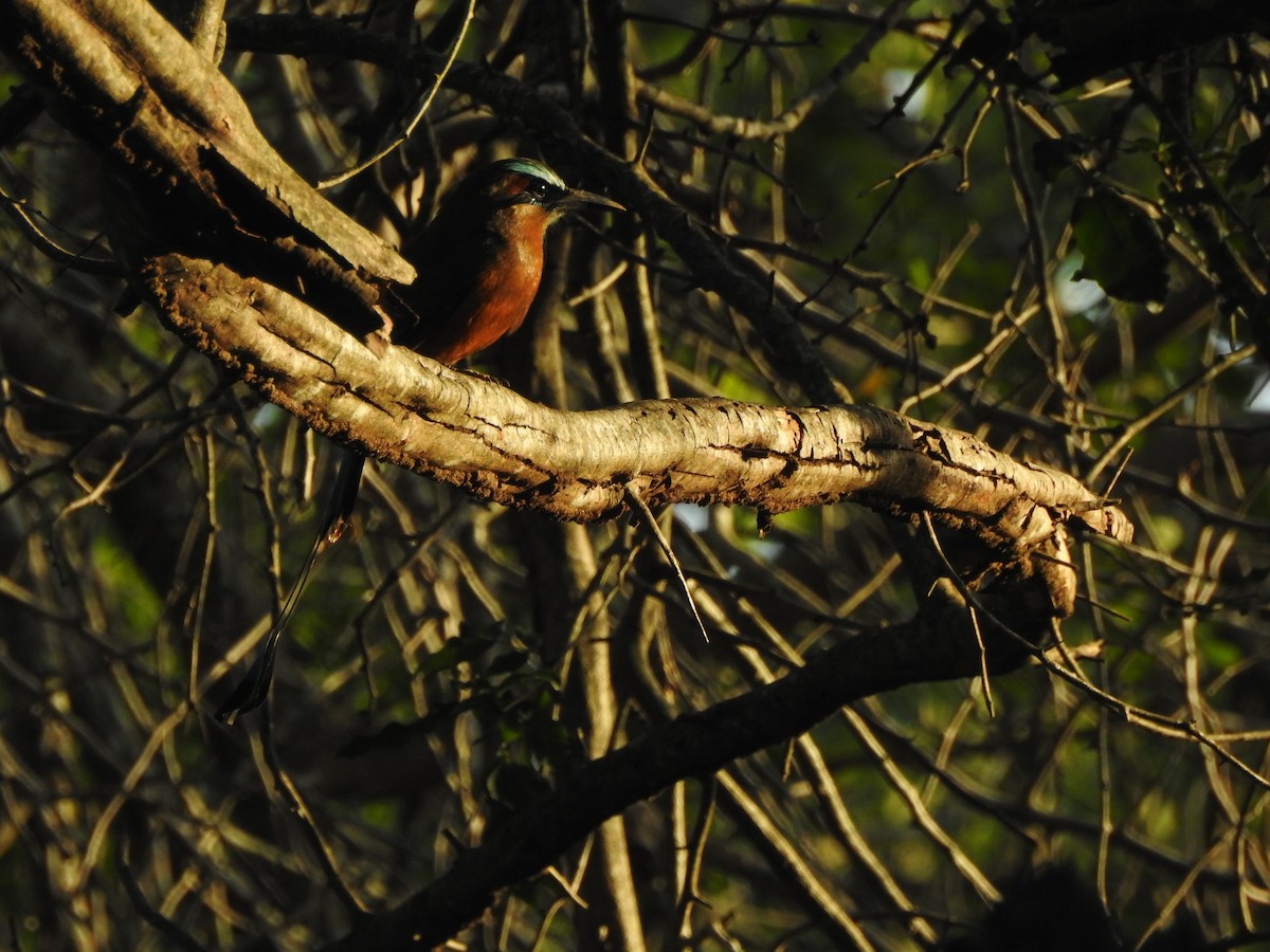 Turquoise-browed Motmot - ML646060933