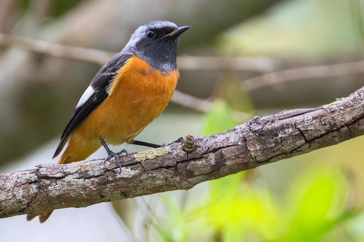 חכלילית סיבירית - ML646060934