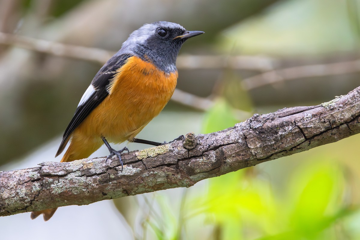 חכלילית סיבירית - ML646060936
