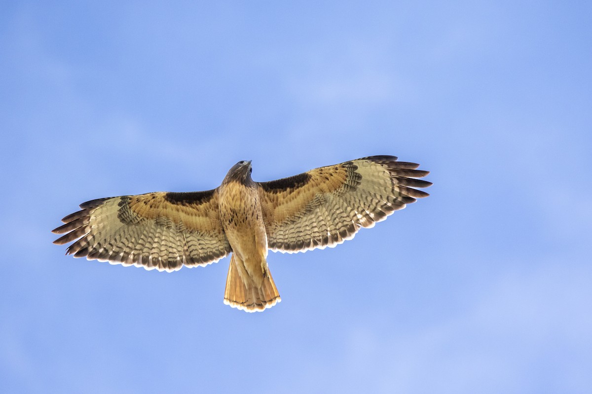 Red-tailed Hawk - ML646060942