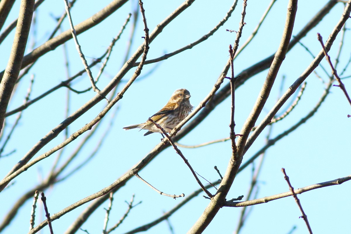 hýl nachový - ML646060943