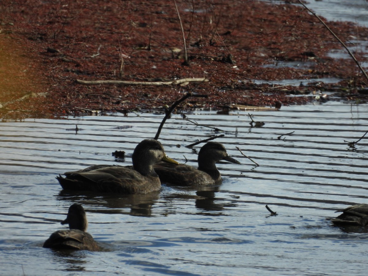 Крижень американський - ML646060944