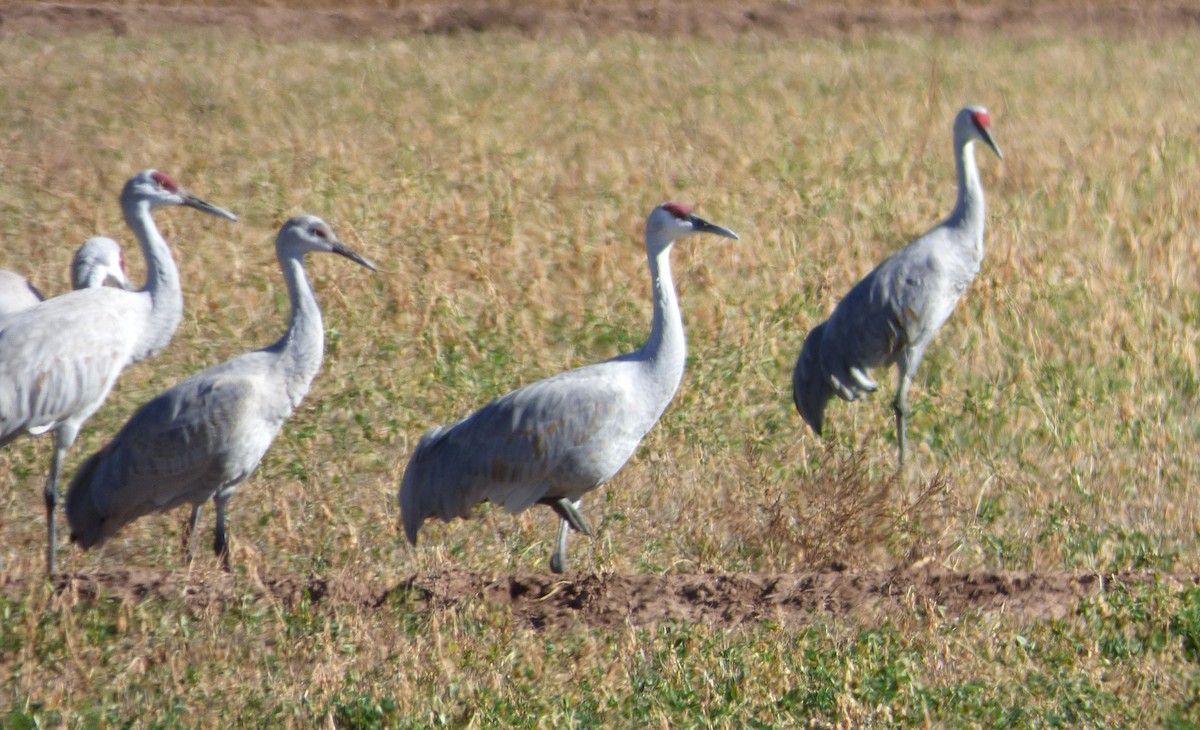 Grulla Canadiense - ML646060953