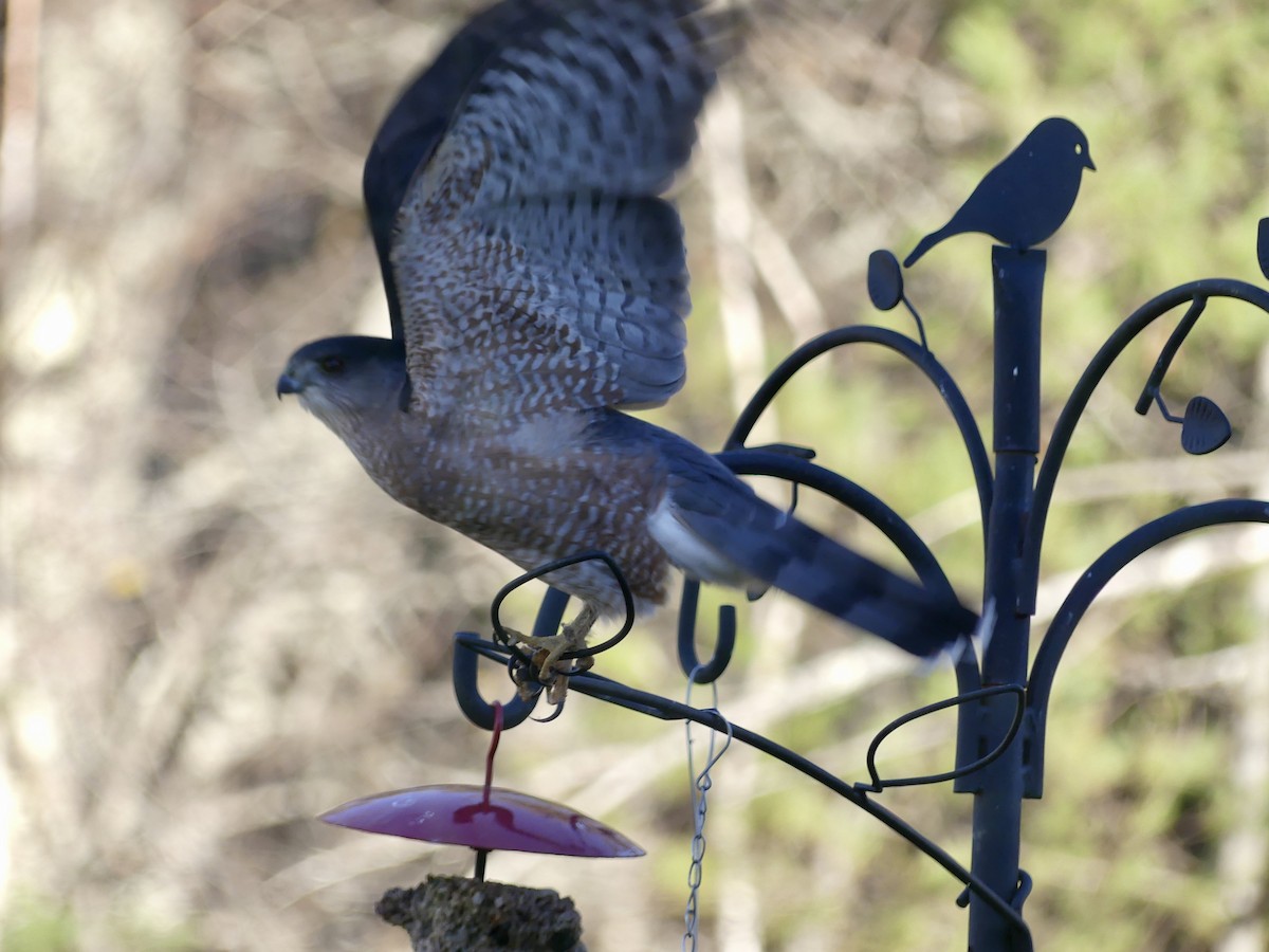 Cooper's Hawk - ML646060959
